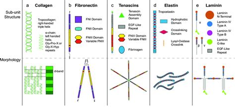 Fibrous proteins of the extracellular matrix. a The basic unit of... | Download Scientific Diagram