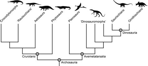 Evolutionary Vertebrate Zoology: December 2012