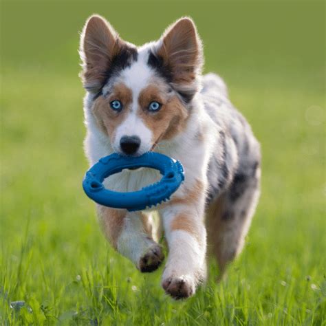 Toy Australian Shepherd - Breed Profile & Information - SpiritDog Training