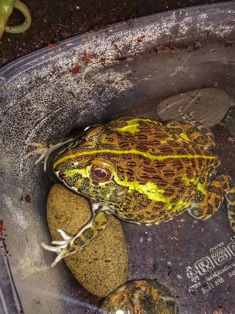 Baby African bullfrog enjoying a swim | Arachnoboards