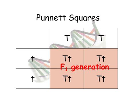 PPT - Genetics PowerPoint Presentation, free download - ID:6111566