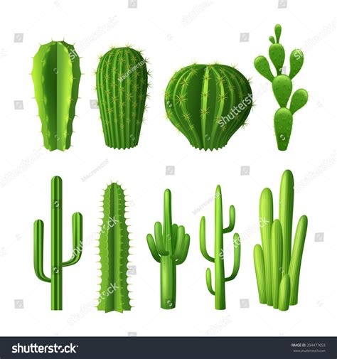 Different Types Cactus Plants Realistic Decorative Stock Vector (Royalty Free) 294477653 ...