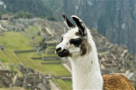 llama de la sierra peruana - Animales del Perú