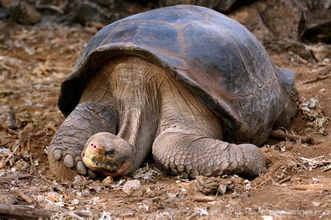 Lonesome George | Mira Terra Images Travel Photography