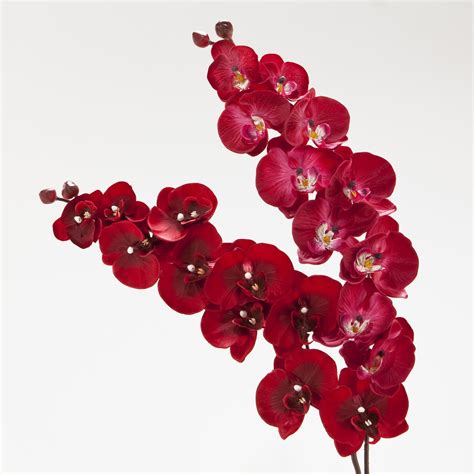 red orchid | Red Orchids, Set of 2 | World Market | Dream Solarium- off ...