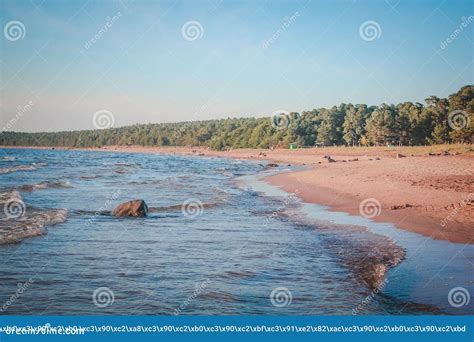 The Gulf of Finland stock photo. Image of russia, pine - 70422846