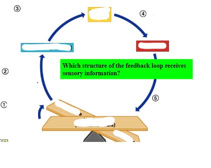 homeostasis Diagram | Quizlet