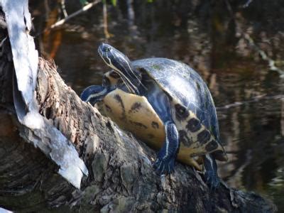 Wildlife Sanibel Island, Florida: Sea Turtles, Manatee, Dolphins, Birds ...