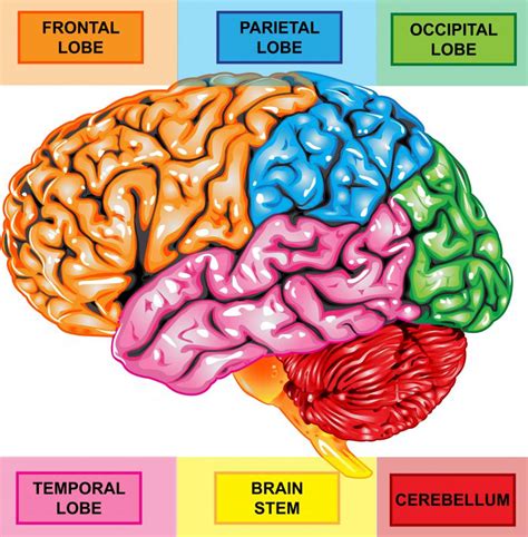 What Is Involved in Frontal Lobe Development? (with pictures)