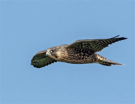 Juvenile Peregrine Falcon in Flight Photograph by Scott Miller - Pixels