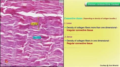 Connective Tissue Histology