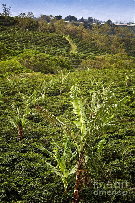 Costa Rica Coffee Farm Photograph by Carrie Cranwill | Fine Art America