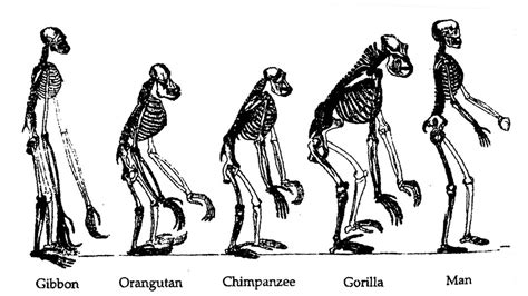 US acceptance of evolution holds steady overall, drops among Republicans | Evolution ...