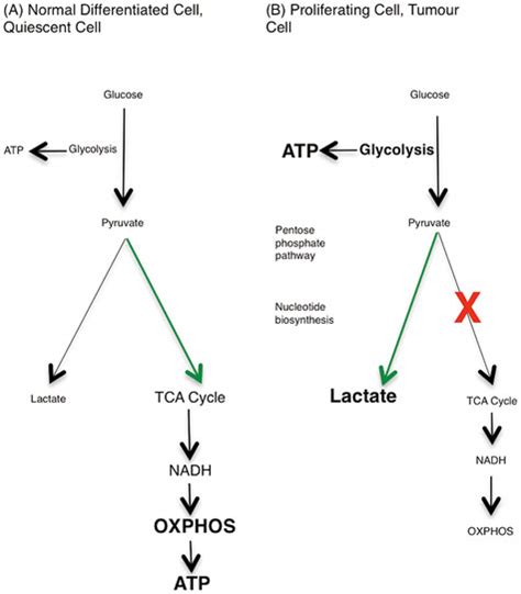 The Warburg effect. (A) In resting cells, glucose is metabolized to... | Download Scientific Diagram