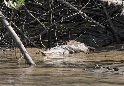 Palo Verde Wildlife River Boat Cruise - Tour Guanacaste, bringing Costa Rica to Life! Serving ...