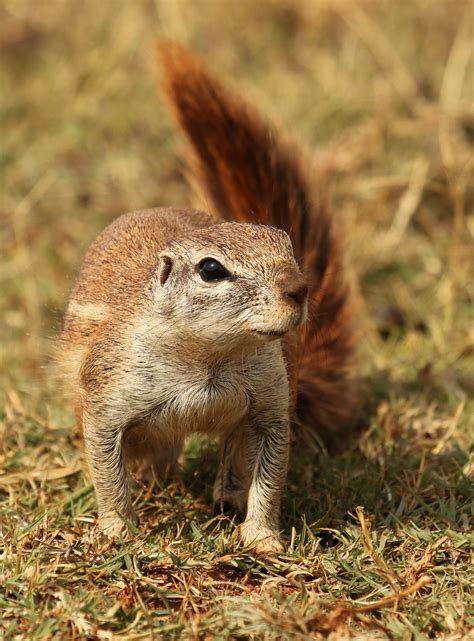 Cape Ground Squirrel | Animals Wiki | Fandom