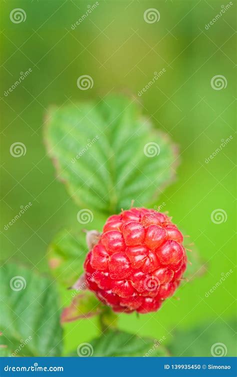 Ripe Red Raspberry on the Bush Stock Photo - Image of organic, leaf: 139935450