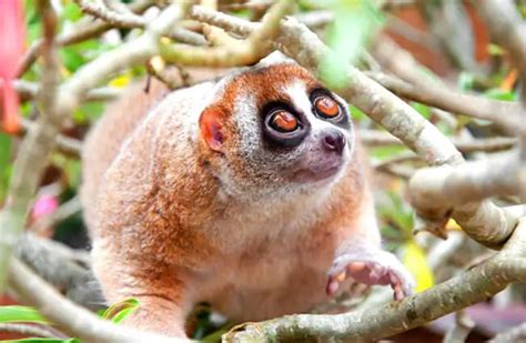 Slow Loris - Description, Habitat, Image, Diet, and Interesting Facts