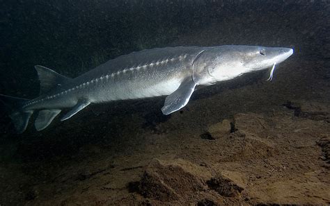 White Sturgeon | A white sturgeon at the Oregon Department o… | Flickr