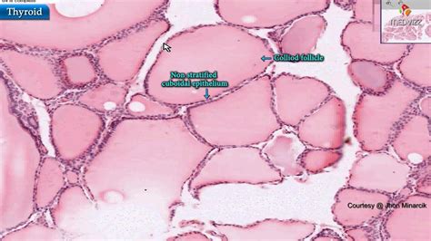 Histology of thyroid gland - Shotgun Histology - YouTube