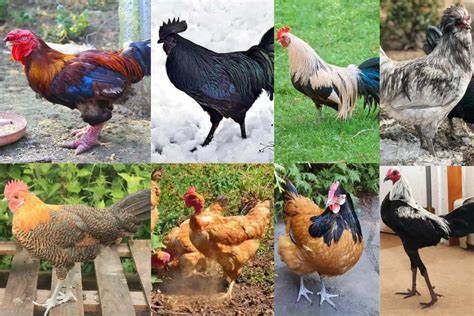 Top 8 Rare Chicken Breeds (With Pictures)