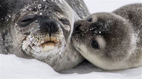 Seals are making 'Star Wars' noises at each other underwater, and we ...