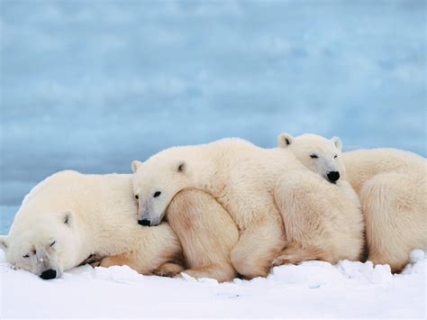 Polar Bears - Animals Wallpaper (13129663) - Fanpop