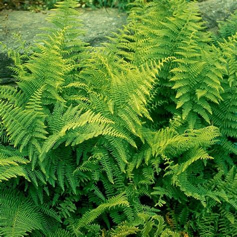 Hay Scented Fern, Dennstaedtia | American Meadows