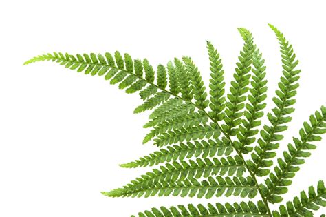 Free photo: Green fern - Fern, Green, Leafs - Free Download - Jooinn