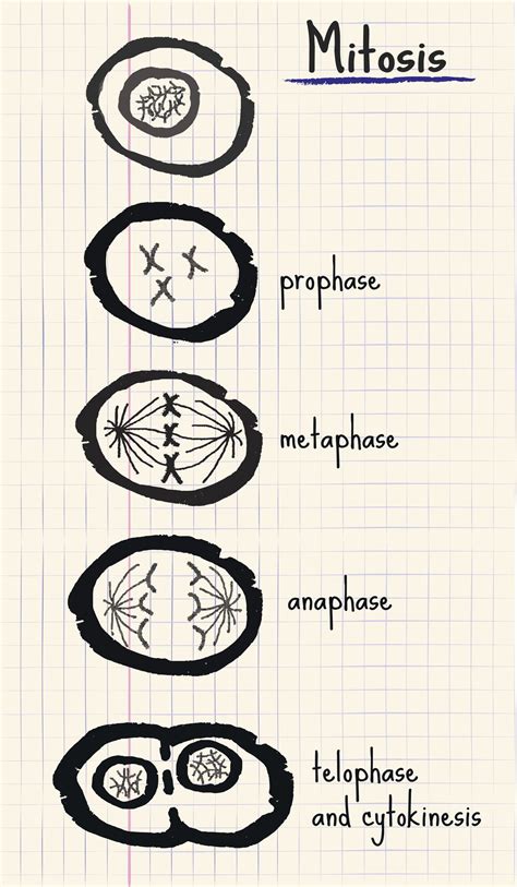 A Study of the Basic Difference Between Mitosis and Meiosis - Biology Wise