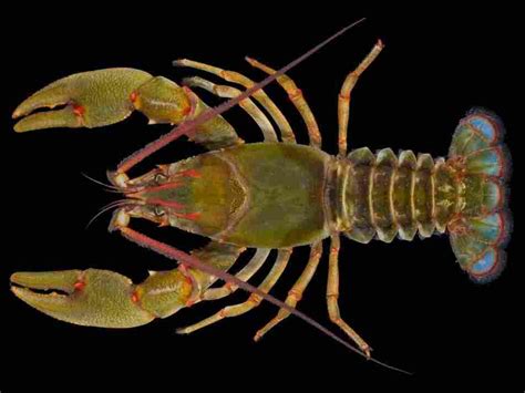 New 'Giant' Species Of Crayfish Found In Tennessee Creek : The Two-Way ...