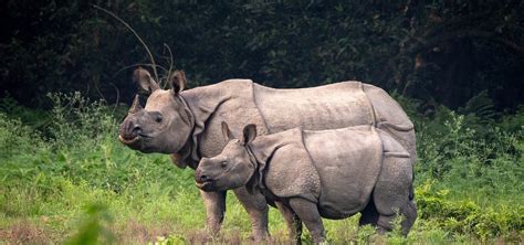 Knowing The World’s Rhinos - Wildlife SOS