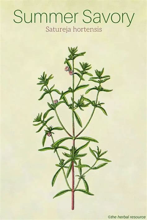 Summer Savory Herb Uses, Health Benefits and Side Effects