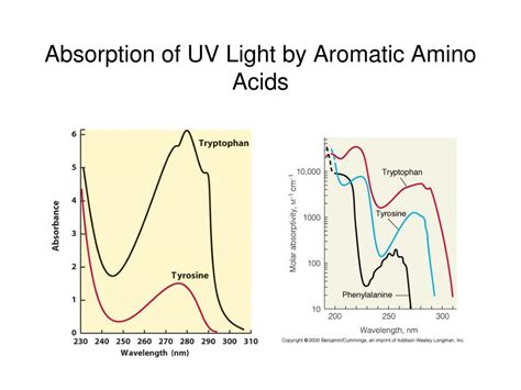 PPT - Amino Acids and Proteins PowerPoint Presentation, free download - ID:4648027