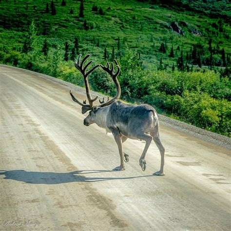 Denali Caribou Photograph by Andrew Matwijec - Fine Art America