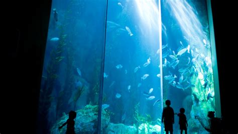 Must Do: Aquarium of the Pacific in Long Beach, CA - Mommy Nearest