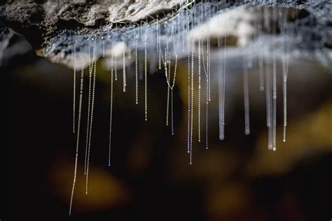 Getting to know glowworms - Holiday Parks New Zealand