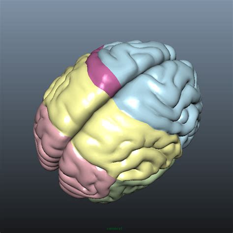 brain details 3d model