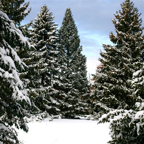 Snowy Trees Wallpaper (61+ images)