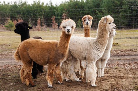 National Alpaca Day is August 1st in Peru - Peru Hop