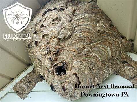 Hornet Nest Removal Downingtown - Prudential Pest Solutions