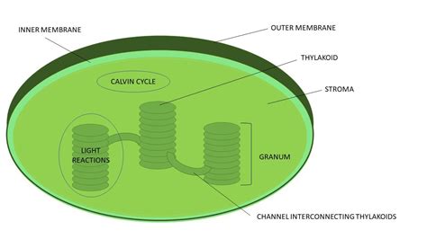 Draw a simplified diagram of a chloroplast and label it. Exp | Quizlet