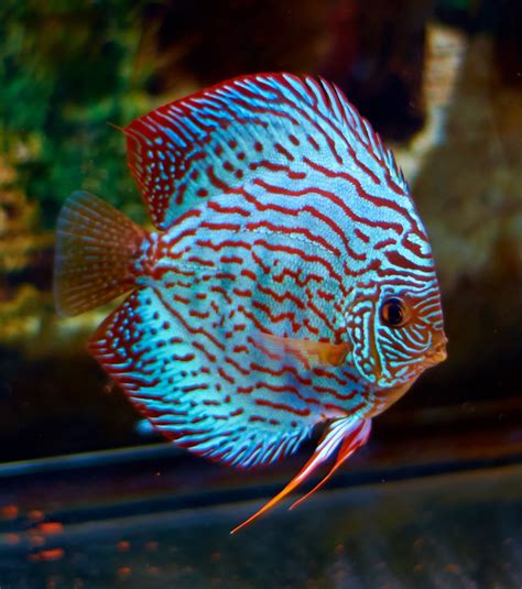 TURQUOISE BLUE DISCUS - Goodjoseph LIVE Fish Store