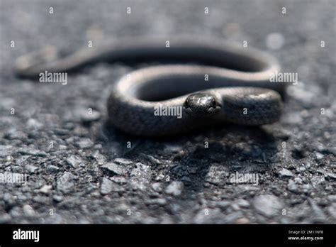 Poisonous snake, baby adder in autumn on a bike path in the forest ...