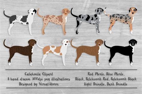 Catahoula Leopard Dog Illustration | Catahoula leopard dog, Leopard dog ...