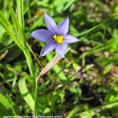 Blue Eyed Grass - Sisyrinchium montanum - Weekly Weeder #48