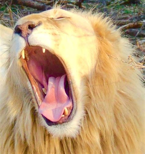 Lion yawning