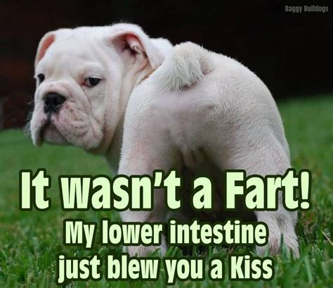 Baggy Bulldogs - Timeline Photos | Funny animal jokes, Cute animal memes, Funny animal quotes