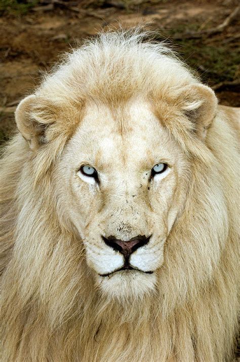 Wildlife Photography White Lions