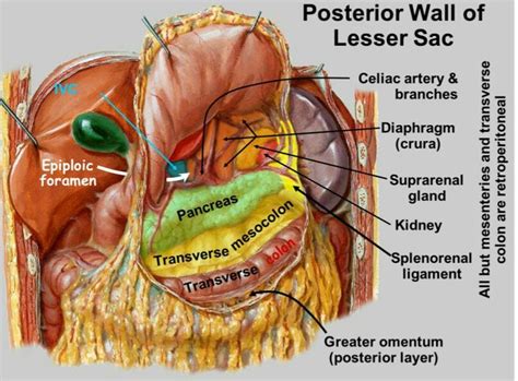 Structures covered by lesser sac | Chirurgia